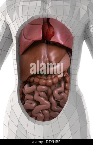 Anatomie humaine Banque D'Images