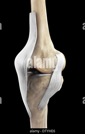 Les ligaments du genou droit Banque D'Images