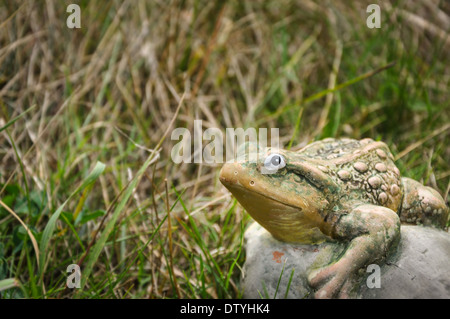Grenouille ctone décoratif assis dans l'herbe et looking at camera Banque D'Images