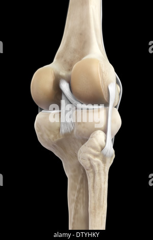 Les ligaments du genou droit Banque D'Images