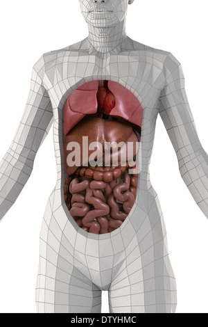 Anatomie humaine Banque D'Images