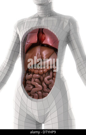 Anatomie humaine Banque D'Images