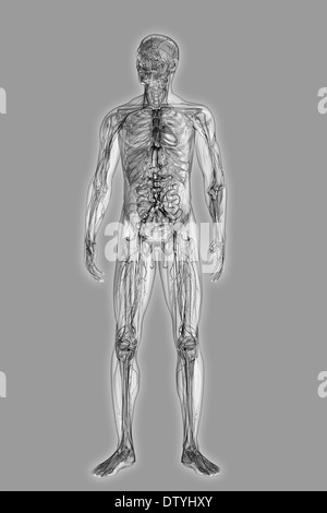 Anatomie masculine Banque D'Images