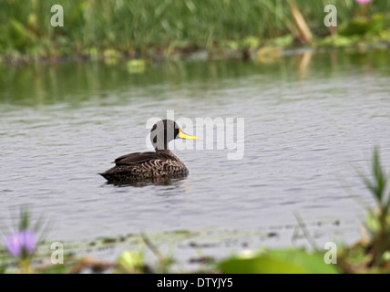 Canard bec jaune en Ouganda Banque D'Images