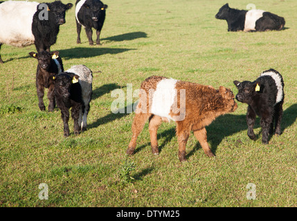 Race rare à ceinture au troupeau de bovins de la ferme Lux, Playford, Suffolk, Angleterre Banque D'Images