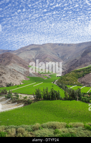 Vignobles dans le Valle del Elqui, Vicuña, Región de Coquimbo, Chili Banque D'Images