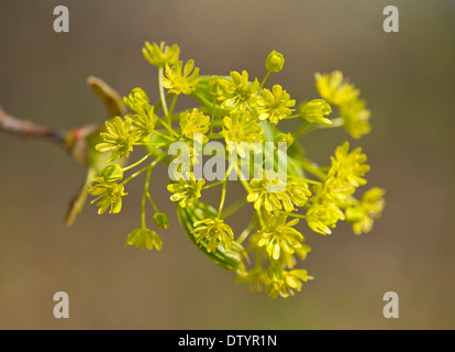Érable de Norvège (Acer platanoides), la floraison, la Thuringe, Allemagne Banque D'Images