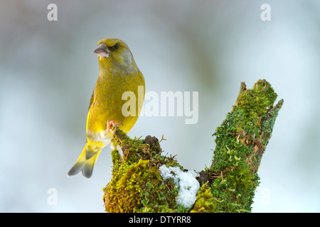 Verdier (Chloris chloris), Tyrol, Autriche Banque D'Images