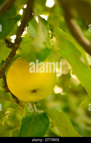 pommes jaunes Banque D'Images