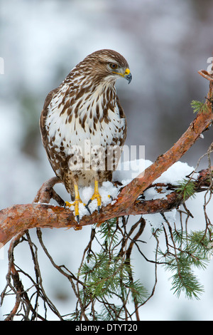 Buse variable (Buteo buteo), Tyrol, Autriche Banque D'Images