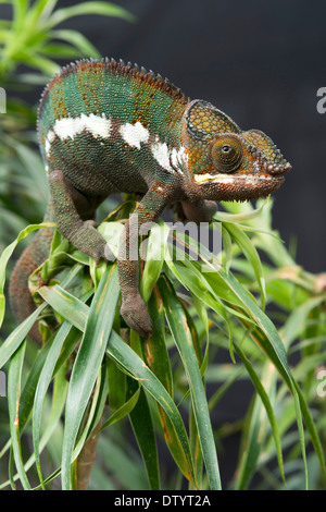 Caméléon panthère (Furcifer pardalis), butterfly house, Forgaria nel Friuli, la province d'Udine, Italie Banque D'Images