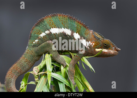 Caméléon panthère (Furcifer pardalis), butterfly house, Forgaria nel Friuli, la province d'Udine, Italie Banque D'Images