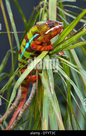 Caméléon panthère (Furcifer pardalis), butterfly house, Forgaria nel Friuli, la province d'Udine, Italie Banque D'Images