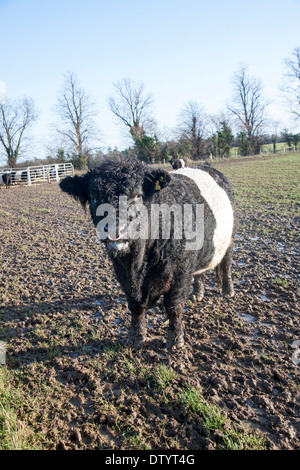 Bull race rare à ceinture au troupeau de bovins de la ferme Lux, Playford, Suffolk, Angleterre Banque D'Images