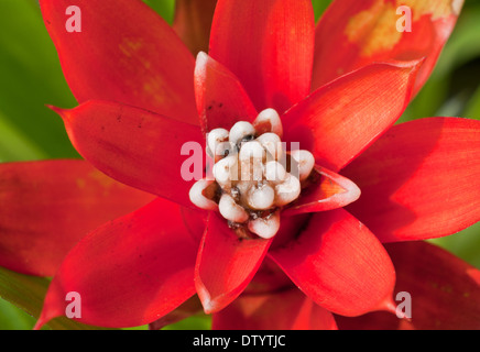 Rouge Banque D'Images