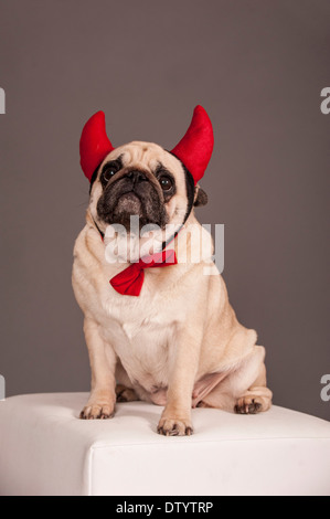 Le PUG beige portant des cornes du diable et un nœud papillon Banque D'Images