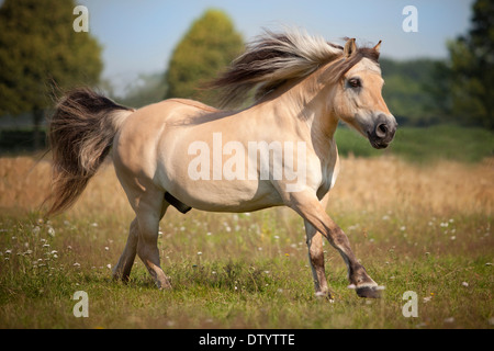 Poney Hongre, norvégien, galopant sur pré, Rhénanie du Nord-Westphalie, Allemagne Banque D'Images