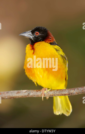 Village Weaver (Ploceus cucullatus, Textor cucullatus), homme, originaire d'Afrique, captive, Allemagne Banque D'Images