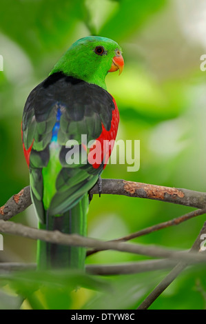 Red-winged Parrot (Aprosmictus erythropterus), homme, originaire de Guinée et l'Australie, captive, Allemagne Banque D'Images