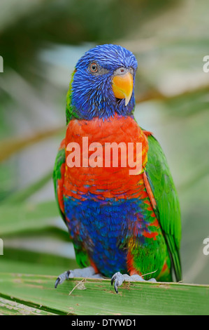 Rainbow Lorikeet (Trichoglossus haematodus moluccanus), originaire d'Indonésie et l'Australie, captive, Allemagne Banque D'Images