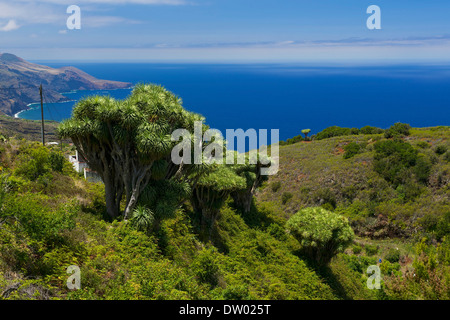 Canaries Dragonnier (Dracaena draco), La Tosca, La Palma, Canary Islands, Spain Banque D'Images