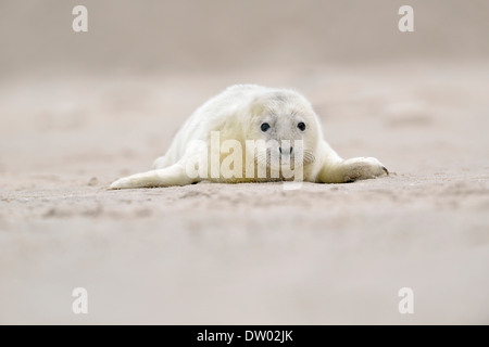 Les jeunes phoques gris (Halichoerus grypus) sur la plage, l'île de Helgoland Düne,, Schleswig-Holstein, Allemagne Banque D'Images