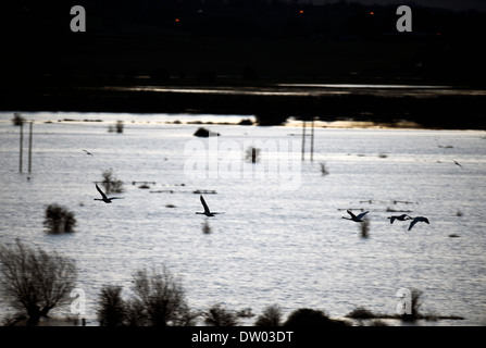 Les inondations sur les Somerset Levels - swans crossing les niveaux vus de Burrow Mump févr. 2014 Banque D'Images