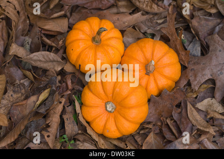 Cucurbita. Trois mini potirons sur les feuilles d'automne. Banque D'Images