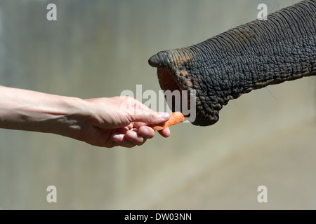 Éléphant d'Asie (Elephas maximus) est alimenté avec une carotte, le Zoo de Cologne, Cologne, Rhénanie du Nord-Westphalie, Allemagne Banque D'Images