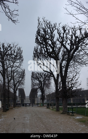 Jardin du Luxembourg, carrés d'arbres, Paris, France Banque D'Images