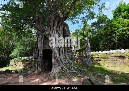 Des pleurs Fig, Benjamin's Fig ou FicusTree (Ficus altissima) envahi sur une porte avec la tête de Bouddha à l'entrée de la Banque D'Images