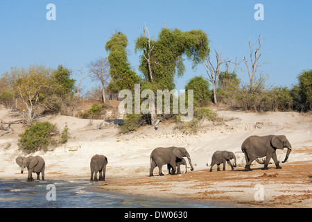 Les éléphants d'Afrique (Loxodonta africana) élevage de boire à la banque de la rivière Chobe, Chobe National Park, Botswana Banque D'Images