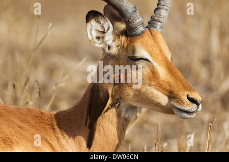 Impala (Aepyceros melampus), homme, avec Red-billed Oxpecker (Buphagus erythrorhynchus) à son siège, Kruger National Park Banque D'Images