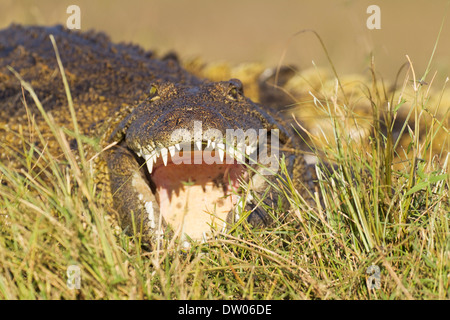 Le crocodile du Nil (Crocodylus niloticus), se prélassant au bord de la rivière Chobe, Chobe National Park, Botswana Banque D'Images