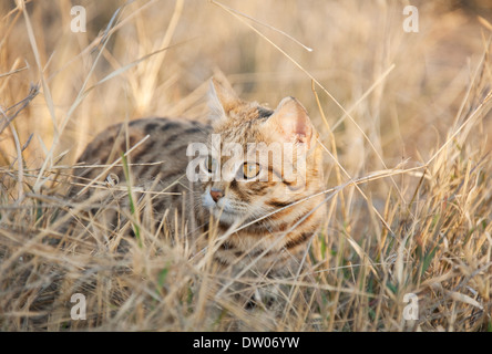 Chat à pieds noirs (Felis nigripes), inscrite comme espèce vulnérable, captive, Harnas Wildlife Foundation, la Namibie Banque D'Images