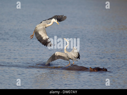 Des hérons cendrés (Ardea cinerea), deux rivaux différend au sujet d'un endroit à l'arrière d'un Hippopotame (Hippopotamus amphibius), coucher de Dam Banque D'Images