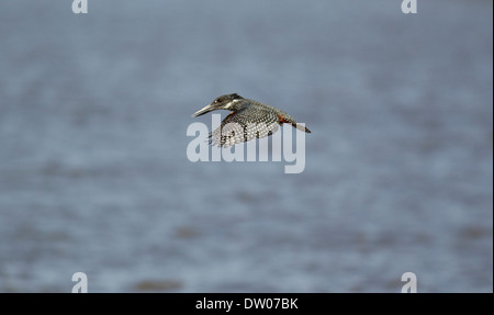 Martin-pêcheur géant (Megaceryle maximus), femme de la souris passe sur le barrage du lac, Coucher de soleil, Kruger National Park, Afrique du Sud Banque D'Images