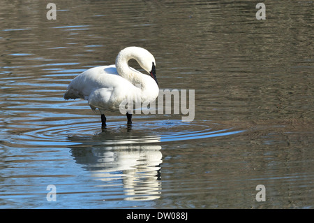 Trumpter ouate de Swan. Cygnus buccinator Banque D'Images