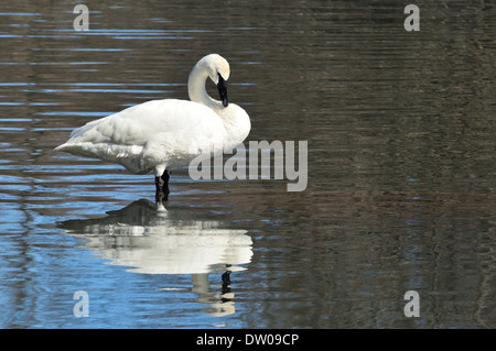 Trumpter ouate de Swan. Cygnus buccinator Banque D'Images