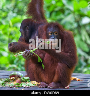 Deux orangs-outans (Pongo pygmaeus ) Manger à Bornéo, Malaisie Banque D'Images