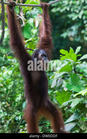 Un Orang ( Pongo pygmaeus ) suspendu à une corde à Bornéo, Malaisie Banque D'Images