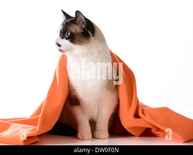 Chat sous des capots - ragdoll assis sous couverture orange sur fond blanc - mâle Banque D'Images