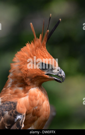 Portrait d'un aigle de Javan Hawk Banque D'Images