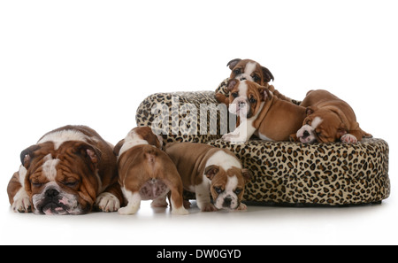 Litière - bulldog bulldog Anglais cinq chiots avec leur père de dormir à côté d'eux isolé sur fond blanc Banque D'Images