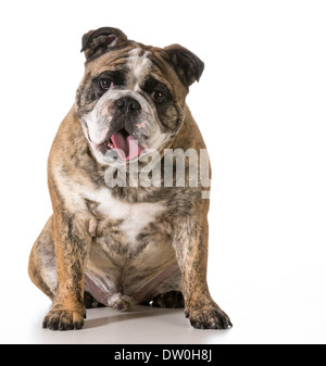 Happy dog - deux ans bringé bouledogue anglais à la visionneuse à isolé sur fond blanc Banque D'Images