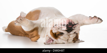 Pose de chiens à l'envers - Bulldog anglais sur le dos pour dormir isolé sur fond blanc Banque D'Images