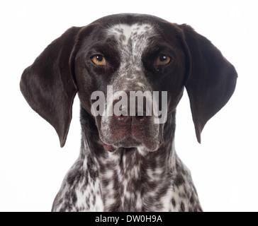 Braque allemand portrait isolé sur blanc - Femme Banque D'Images