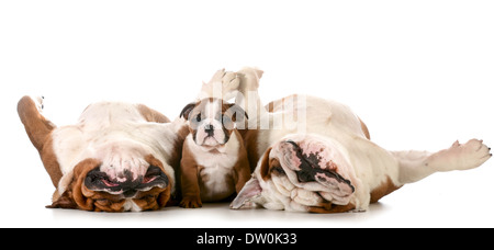 La famille chien bouledogue anglais - famille - le père, le fils et le grand-père isolé sur fond blanc Banque D'Images