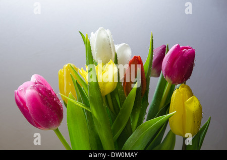 Bouquet de tulipes dans multi couleurs Banque D'Images