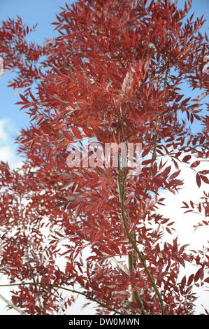 Frêne à feuilles pourpre Banque D'Images